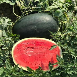СРХ 10510 F1 Cora Seeds насіння кавуна | Agriks