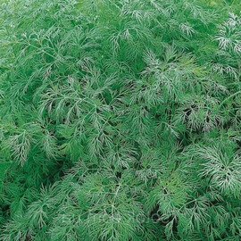Амброзія Naskо насіння кропу, Фасовка: Міні упаковка 25 г | Agriks