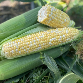 Экшен F1 Spark Seeds семена кукурузы сахарной (сладкой) Sh2, Фасовка: Проф упаковка 2 500 шт | Agriks