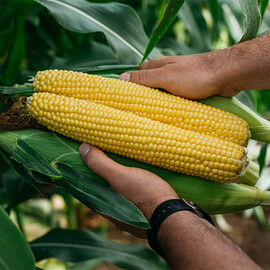 Фаестар F1 Sh2 Syngenta семена кукурузы сахарной (сладкой) | Agriks