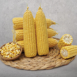 Флагман F1 May Seeds насіння кукурудзи цукрової (солодкої) Sh2 | Agriks