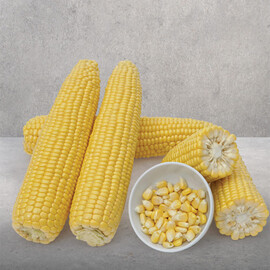 Мірза F1 May Seeds насіння кукурудзи цукрової (солодкої) Sh2, Фасовка: Проф упаковка 5 000 шт | Agriks