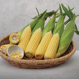 Вега F1 May Seeds семена кукурузы сахарной (сладкой) Sh2, Фасовка: Проф упаковка 500 г | Agriks