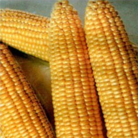 Димакс F1 May Seeds семена кукурузы сахарной (сладкой) Se | Agriks