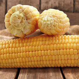 Танем F1 May Seeds насіння кукурудзи цукрової (солодкої) Se | Agriks