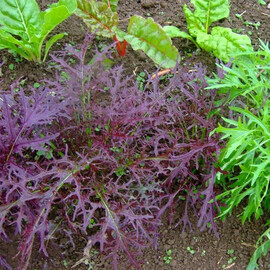 Мизуна красная Moravoseed семена салата | Agriks