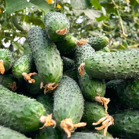 ES 22020 F1 Ergon семена огурца, Фасовка: Проф упаковка 100 шт | Agriks