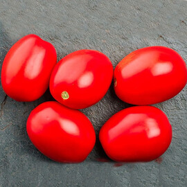 1301 F1 Heinz насіння томату детермінантного, Фасовка: Проф упаковка 5 000 шт | Agriks