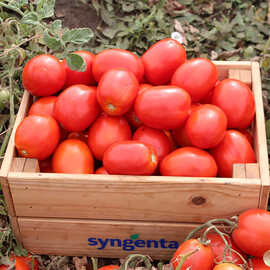 Брикстон F1 Syngenta семена томата детерминантного, Фасовка: Мини упаковка 20 шт | Agriks