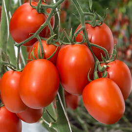 Бакалар F1 Syngenta насіння томату індетермінантного | Agriks