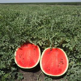 Мирсини F1 Syngenta семена арбуза | Agriks