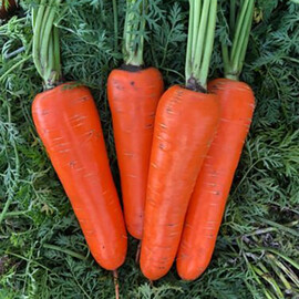 Семена моркови Йорк F1 Spark Seeds 250 000 шт (2,0-2,4), Фасовка: Проф упаковка 25 000 шт (2,0 - 2,4) | Agriks