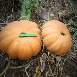 Насіння гарбуза Вест Lark Seeds 500 г, Фасовка: Проф упаковка 500 г | Agriks
