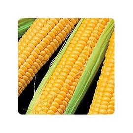Насіння кукурудзи цукрової Роялті F1 Pop Vriend Seeds b.v. 100 000 шт, Фасовка: Проф упаковка 100 000 шт | Agriks