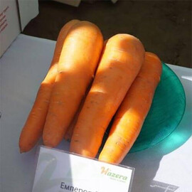 Насіння моркви Емперор F1 Hazera 100 000 шт, Фасовка: Проф упаковка 100 000 шт | Agriks