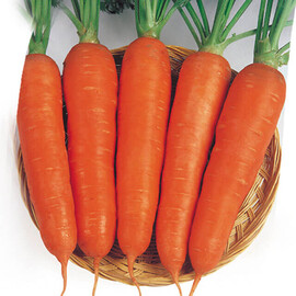 Насіння моркви Вікторія F1 Seminis 500 г, Фасовка: Проф упаковка 500 г | Agriks