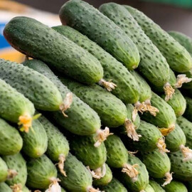 Насіння огірка Спіно F1 Syngenta від 10 шт, Фасовка: Проф упаковка 500 шт | Agriks
