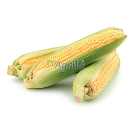 Семена кукурузы сахарной Ноа F1 Hazera от 5 г, Фасовка: Проф упаковка 5 000 шт | Agriks