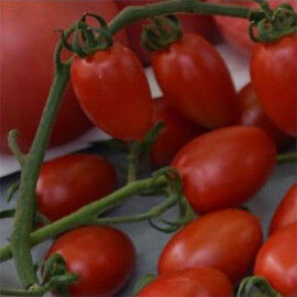 Насіння томату черрі Люсі Плюс F1 Hazera 250 шт, Фасовка: Проф упаковка 250 шт | Agriks