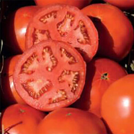 Насіння томату детермінантного Бобкат F1 Syngenta від 10 шт (Agriks), Фасовка: Проф упаковка 1 000 шт | Agriks