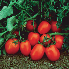 Насіння томату детермінантного Чіблі F1 Syngenta від 20 шт, Фасовка: Проф упаковка 2 500 шт | Agriks