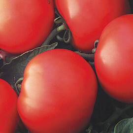 Насіння томату детермінантного Дебют F1 Seminis 1 000 шт, Фасовка: Проф упаковка 1 000 шт | Agriks