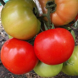 Насіння томату детермінантного Флорида 47 F1 Seminis 1 000 шт, Фасовка: Проф упаковка 1 000 шт | Agriks