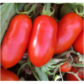 Насіння томату детермінантного Гладіс F1 Еsasem 1 000 шт, Фасовка: Проф упаковка 1 000 шт | Agriks