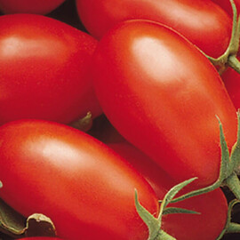 Насіння томату детермінантного Хайпіл 108 F1 Seminis 1 000 шт, Фасовка: Проф упаковка 1 000 шт | Agriks