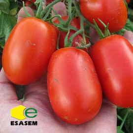 Насіння томату детермінантного Інкріз F1 Еsasem 1 000 шт, Фасовка: Проф упаковка 1 000 шт | Agriks