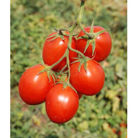 Насіння томату детермінантного Керо F1 Еsasem 25 000 шт, Фасовка: Проф упаковка 25 000 шт | Agriks