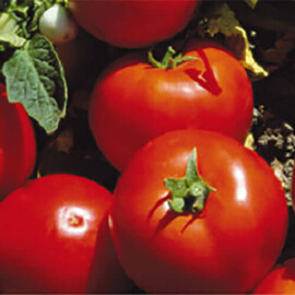 Насіння томату детермінантного Лоджейн F1 Enza Zaden 500 шт, Фасовка: Проф упаковка 500 шт | Agriks