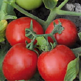 Насіння томату детермінантного Морелія F1 Enza Zaden 500 шт, Фасовка: Проф упаковка 500 шт | Agriks