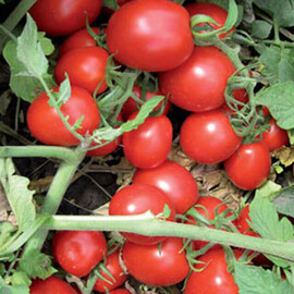 Насіння томату детермінантного Перфектпіл F1 Seminis від 1 000 шт, Фасовка: Проф упаковка 1 000 шт | Agriks