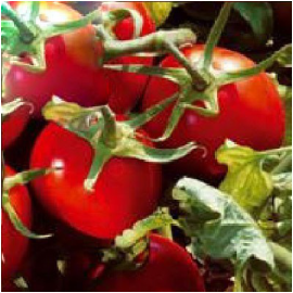 Насіння томату детермінантного Подіум F1 Еsasem 1 000 шт, Фасовка: Проф упаковка 1 000 шт | Agriks