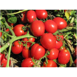 Насіння томату детермінантного Реді F1 Еsasem 1 000 шт, Фасовка: Проф упаковка 1 000 шт | Agriks
