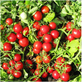 Насіння томату детермінантного Руфус F1 Еsasem від 1 000 шт, Фасовка: Проф упаковка 1 000 шт | Agriks