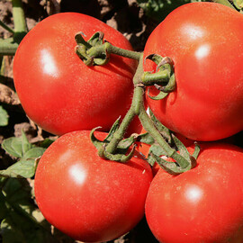 Насіння томату детермінантного Садін F1 Enza Zaden від 10 шт, Фасовка: Проф упаковка 500 шт | Agriks
