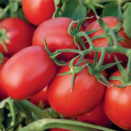 Насіння томату детермінантного Суомі F1 Syngenta 2 500 шт, Фасовка: Проф упаковка 2 500 шт | Agriks