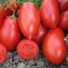 Насіння томату детермінантного Талент F1 Еsasem 1 000 шт, Фасовка: Проф упаковка 1 000 шт | Agriks