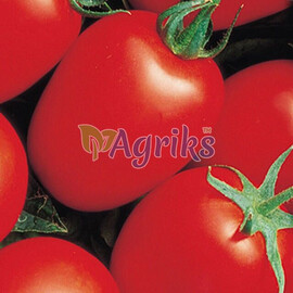 Насіння томату детермінантного Які F1 Seminis від 1 000 шт, Фасовка: Проф упаковка 1 000 шт | Agriks