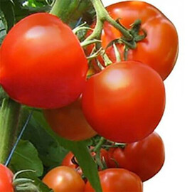 Насіння томату індетермінантного Агіліс F1 Enza Zaden 500 шт, Фасовка: Проф упаковка 500 шт | Agriks