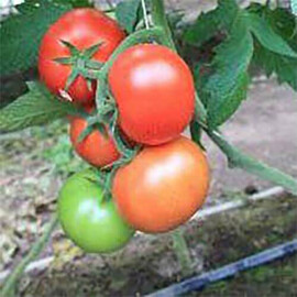 Насіння томату індетермінантного Байконур F1 Enza Zaden 500 шт, Фасовка: Проф упаковка 500 шт | Agriks