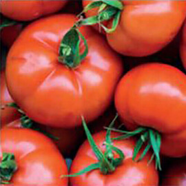 Насіння томату індетермінантного Бодерін F1 Syngenta 500 шт, Фасовка: Проф упаковка 500 шт | Agriks