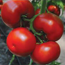 Насіння томату індетермінантного Бостіна F1 Syngenta 500 шт, Фасовка: Проф упаковка 500 шт | Agriks