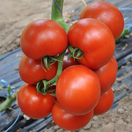 Насіння томату індетермінантного Черокі F1 Esasem від 250 шт, Фасовка: Міні упаковка 250 шт | Agriks