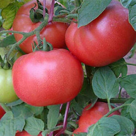 Насіння томату індетермінантного Дімероза F1 Enza Zaden від 250 шт, Фасовка: Проф упаковка 250 шт | Agriks