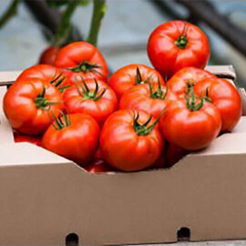 Насіння томату індетермінантного Фантастіна F1 Syngenta 500 шт, Фасовка: Проф упаковка 500 шт | Agriks