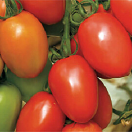 Семена томата индетерминантного Гранадеро F1 Enza Zaden 250 шт, Фасовка: Проф упаковка 250 шт | Agriks