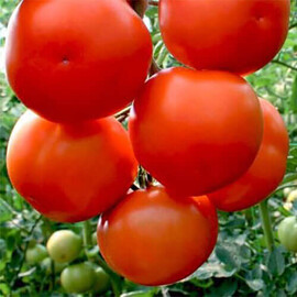 Насіння томату індетермінантного Лілос F1 Rijk Zwaan від 100 шт, Фасовка: Проф упаковка 100 шт | Agriks